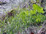 Raindrops on grass