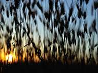 Sunset in the fields near Pazardjik