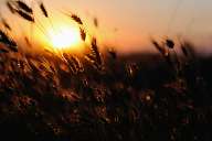 Sunset in the fields near Pazardjik