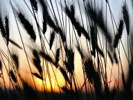 Sunset in the fields near Pazardjik