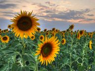 Sunflowers near Plovdiv