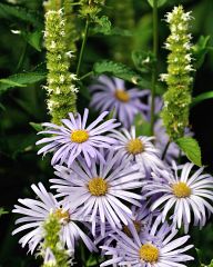 Beautiful flowers in St.James Park