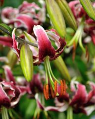 Beautiful flowers in St.James Park