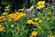 Beautiful flowers in St.James Park