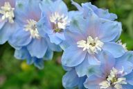 Beautiful flowers in St.James Park