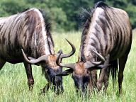 Antelopes in Woburn Safari Park