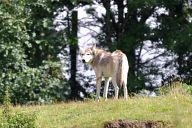 Вълк в сафари парк “Уобърн”