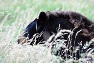 North american black bear