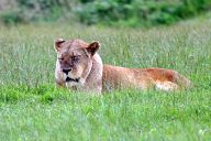 Лъвица в сафари парк “Уобърн”