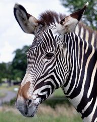 Zebras in Woburn Safari Park