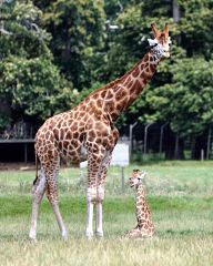 Giraffes in Woburn Safari Park