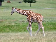 Giraffes in Woburn Safari Park