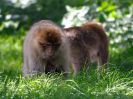 Мonkeys in Woburn Safari Park