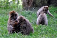 Маймуни в сафари парк “Уобърн”