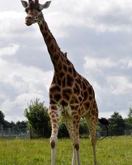 Giraffes in Woburn Safari Park