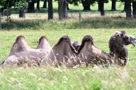 Camels in Woburn Safari Park