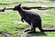 Kangaroo in Woburn Safari Park