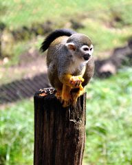 Squirrel monkeys