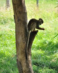 Squirrel monkeys