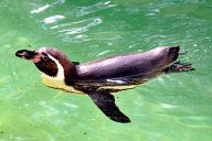 Penguin in Woburn Safari Park