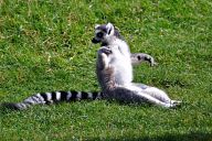 Lemur in Woburn Safari Park