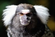 Common marmoset