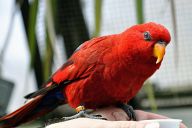 Parrot in Woburn Safari Park