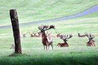 Deers in Woburn Safari Park