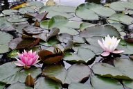 Water Lilies