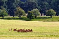 Roedeers in Woburn Safari Park