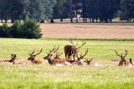 Deers in Woburn Safari Park