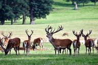 Deers in Woburn Safari Park