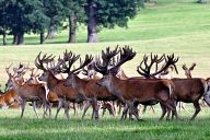 Deers in Woburn Safari Park