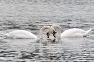 Beautiful swans in a London park