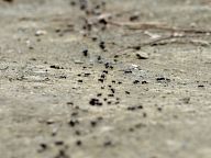 The path of the ants