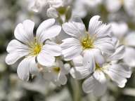 Бели цветчета