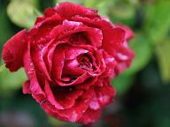 Красива роза от Мароко