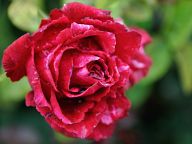 Beautiful roses from Morocco