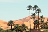 Oasis in Sahara
