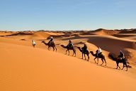 Camel Caravan