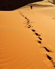 Tracks in the Desert