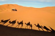 Camel Caravan