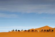 Керван камили в пустинята