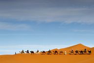 Camel Caravan