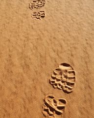 Tracks in the Desert