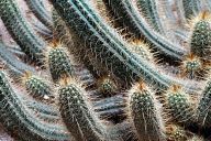 Cactus in the Majorelle Garden - Marrakech