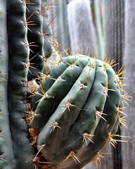 Cactus in the Majorelle Garden - Marrakech