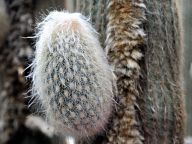 Cactus in the Majorelle Garden - Marrakech