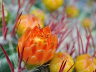 Cactus in the Majorelle Garden - Marrakech