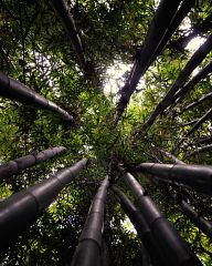 Bamboo in the Majorelle Garden - Marrakech